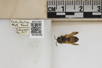 Media type: image;   Entomology 786108 Aspect: Labels